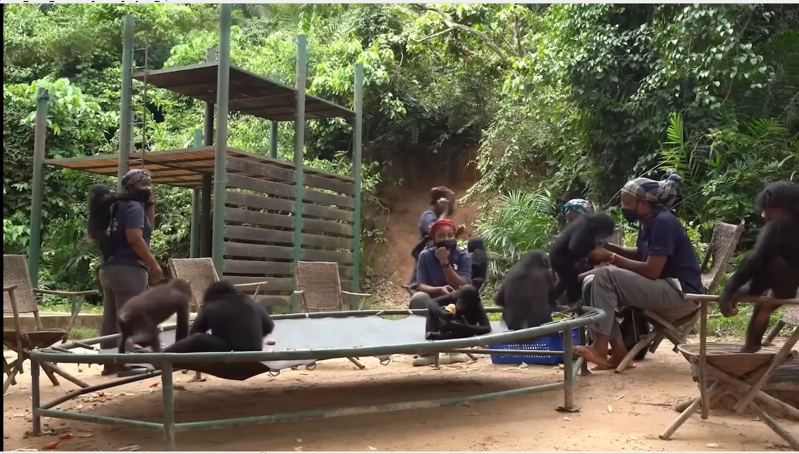 Lola ya Bonobo