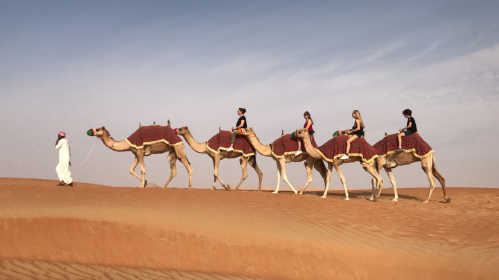 Camel caravan crossing the dunes at sunset