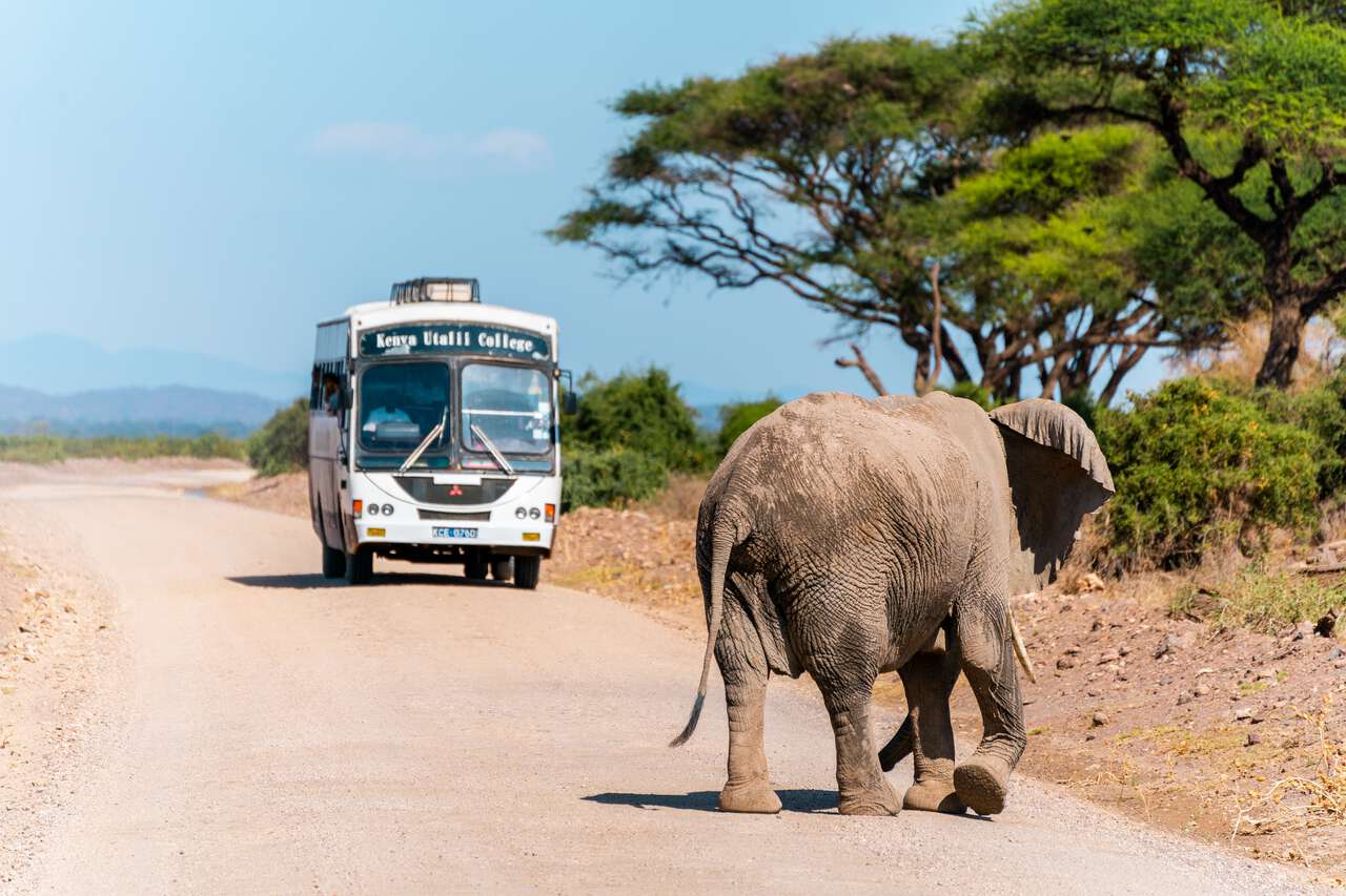 An elephant on a road in Amboseli National Park