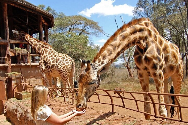 A visitor hand-feeding a giraffe at the Giraffe Centre in Nairobi
