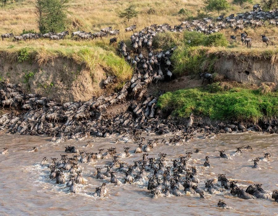 Maasai Mara Great Migration