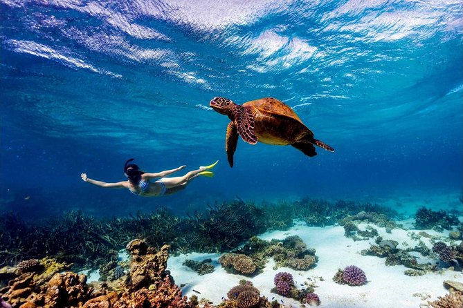 Snorkeller swimming alongside a green sea turtle in Watamu Marine National Park