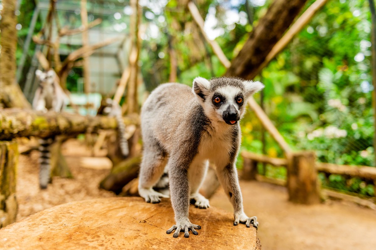 Ring-tailed lemur at La Vanille Nature Park