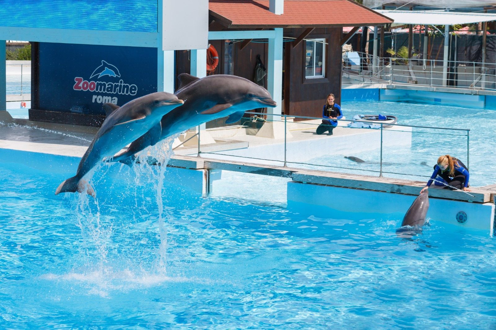Dolphins jumping at Zoomarine Roma
